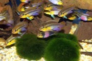 Barwniak Pelvicachromis subocellatus Matadi