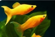 Molinezja złota lirowa POLSKA HODOWLA OKAZJA!