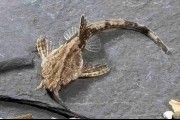 Drewniak dwubarwny (Bunocephalus coracoideus). Cetarius