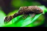 Glonojad, zbrojnik, ancistrus, niebieski. Cetarius