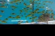 Pyszczaki Pseudotropheus Crabro Tanganika Malawi