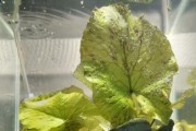 Gotowa doniczka z lotosem tygrysim zielonym do akw