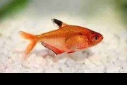 Bystrzyk barwny - Minor (Hyphessobrycon eques). Cetarius