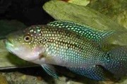 Pielęgnica niebieskołuska. Cetarius