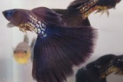 Metal black snakskin