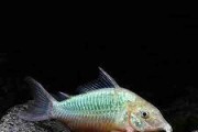 Kirys szmaragdowy Brochis splendens. Cetarius