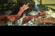 Kirys trojpregi Corydoras trilineatus tarlaki