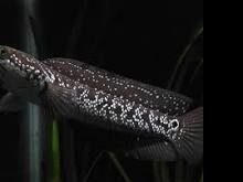 CHINESE SNAKEHEAD / CHANA ASIATIKA WS PURE