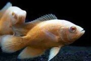 Pielęgnica pawiooka, Oskar (Astronotus ocellatus) różne odmiany. Cetarius