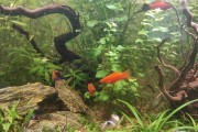 Echinodorus