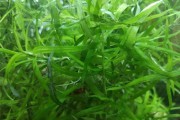 Heteranthera Zosterifolia - (Heterantera Paskowana)