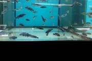 Pyszczaki Melanochromis Cyaneorhabdos Maingano Tanganika Malawi