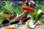 Mieczyki młode