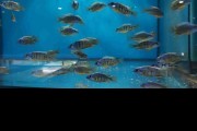 Pyszczaki Protomelas Steveni Tajwan Higga Reef Malawi Tanganika
