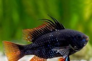 Mikrogeophagus Ramirezi "Black" Pielęgni
