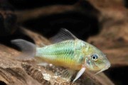 Kirysek szmaragdowy (Brochis splendens). Cetarius