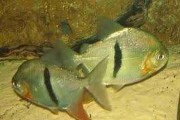 Pirania pasiasta (myleus schomburgkii). Cetarius