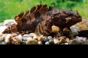 Batrach kwiczący - Allenbatrachus grunniens. Cetarius