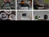 Kinga Stach – Spider breeder