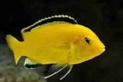 Pyszczak Yellow - Electric yellow cichlid (Labidochromis caeruleus). Wysyłamy. Cetarius
