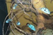 Cryptoheros sp. HONDURAN RED POINT (Amatitlania)