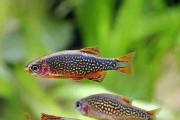 Razbora Galaxy, Danio Perłowy (Danio margaritatus). Cetarius