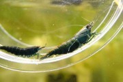 Krewetka Green Jade Dark