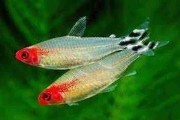 Promocja Rodostomus / Zwinnik czerwonousty