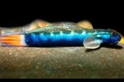 Babka sicyopterus longifilis. Cetarius