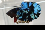 avatar gordon blue betta 1 pair