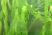 Nurzaniec vallisneria spiralis