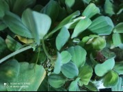 Pistia Rozetkowa (pistia stratiotes)