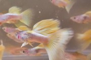 Gupik Yelow pingue