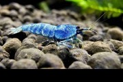 Krewetka Taiwan Deep Blue Bolt