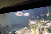 Pielęgnice zebry albinosy 30 sztuk