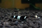 Krewetka Taiwan Panda