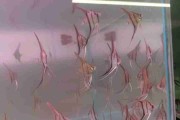 Skalar Rio Nanay, młode. Cetarius