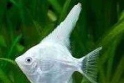 Skalar platynowy. Cetarius