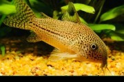 Kirys/Kirysek nakrapiany POLSKI Bezpieczna wysyłka