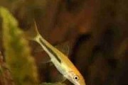 Glonojad syjamski (Gyrinocheilus aymonieri). Cetarius
