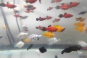 Platynka (Zmienniak plamisty) Dorosłe mix kolorów. Cetarius