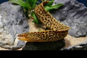 Murena słodkowodna - Gymnothorax polyuranodon. Cetarius