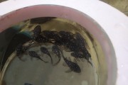 Zbrojnik Ancistrus sp. L184 / L107 Brillant glonoj