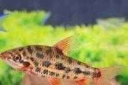 Poziomnik truskawkowy - Leporinus sp. Strawberry. Cetarius