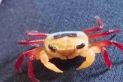 Krab tricolour borneo (Lepidothelphusa menneri). Cetarius