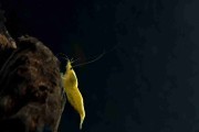 Krewetka Yellow Golden Line