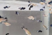 Endler panda