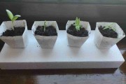 Przedsprzedaż na sezon 2025 AD | Papierowa doniczka | Składana fidoniczka | Papier do wyboru | 50 sztuk w wiązce