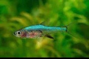Rarytas Neon Blue Razbora Axelroda (Sundadanio axelrodi). Cetarius