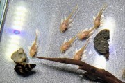 Młode zbrojniki albinosy weloniaste